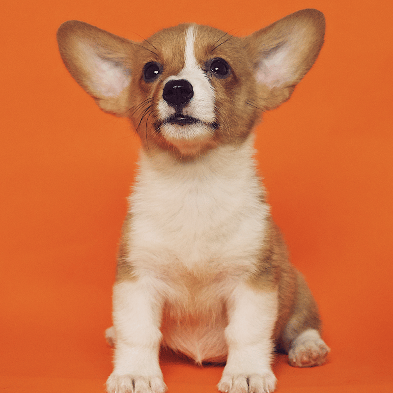 PET SUPPLIES